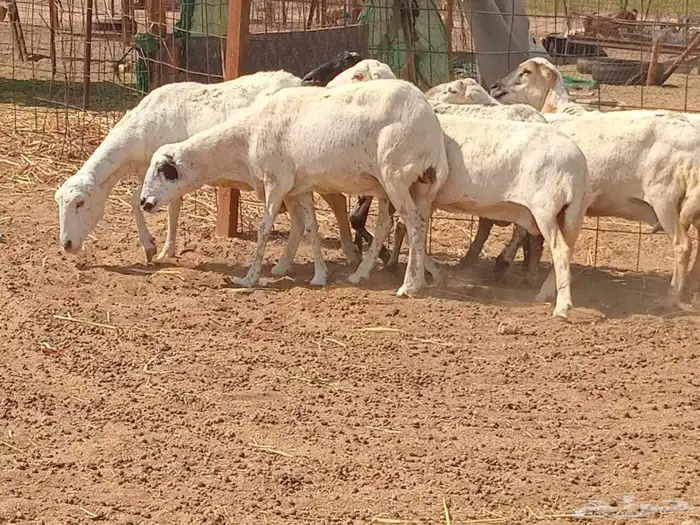 رفيديه دفيع العدد 10 راس 6