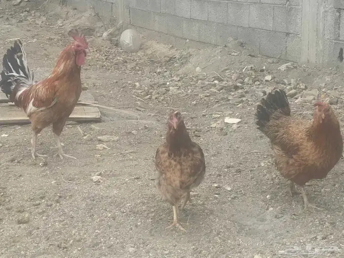 دجاج فرنسي اصيل 0