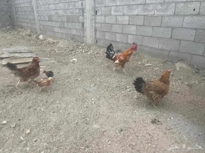 دجاج فرنسي اصيل 3