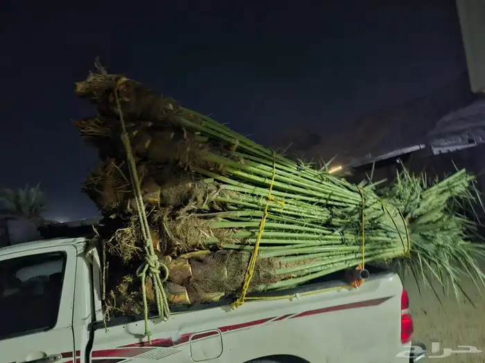 يوجد نخل للبيع في مكه 0