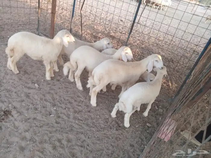 بهم حري مراح 2