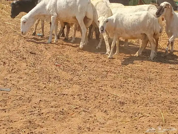 رفيديه دفيع العدد 10 راس 1