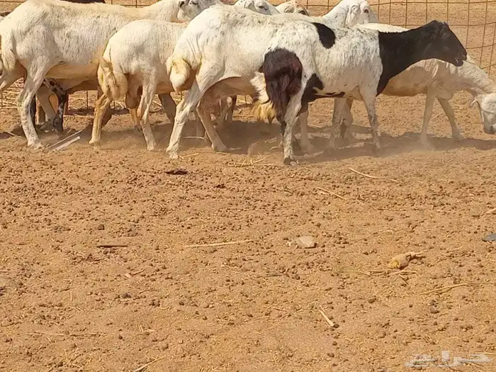 رفيديه دفيع العدد 10 راس 4