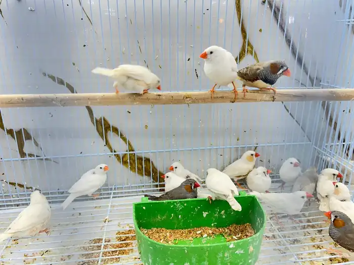 زيبرا ازواج 0