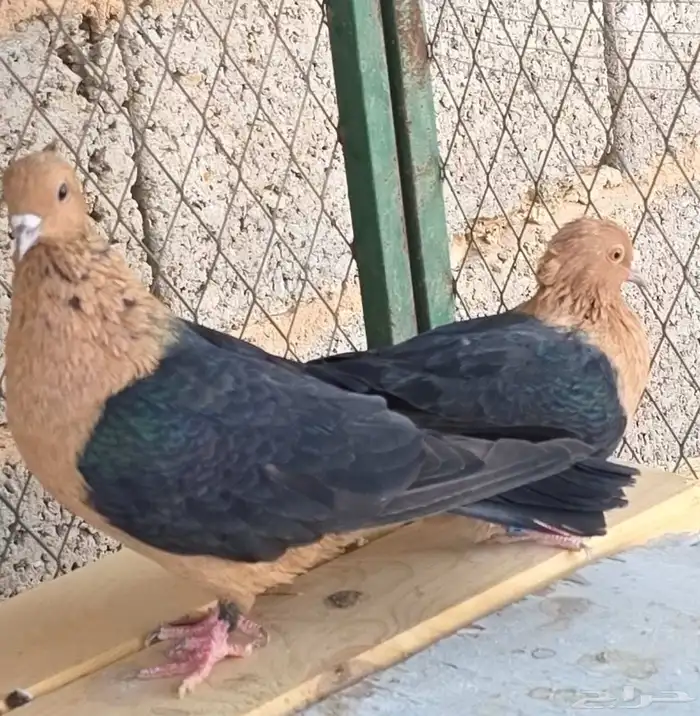 حمام ارشنجل 2