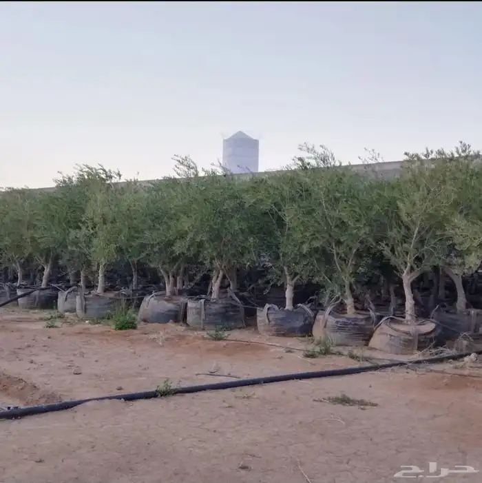 شقراء جميع أنواع النخيل والحين والزيتون وأشجار السدر 11