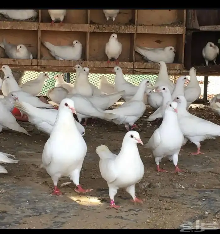 حمام فرنسي 30 جوز املج أملج 0