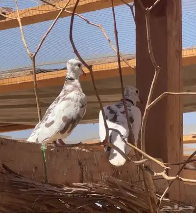 حمام هولندي او ياكريم له اسماء كثيره index