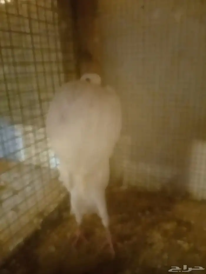 حمام نفاخ نرويجي 2