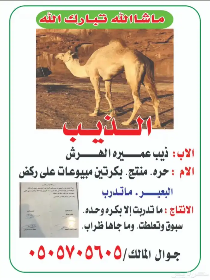 للبيع جمل فحل 2