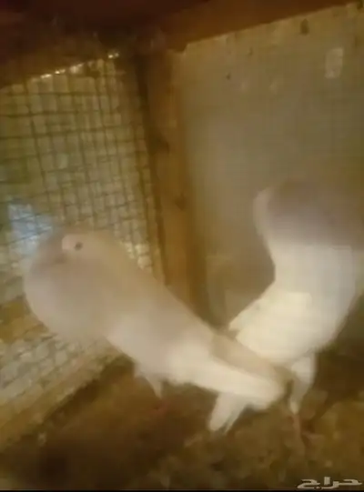 حمام نفاخ نرويجي index