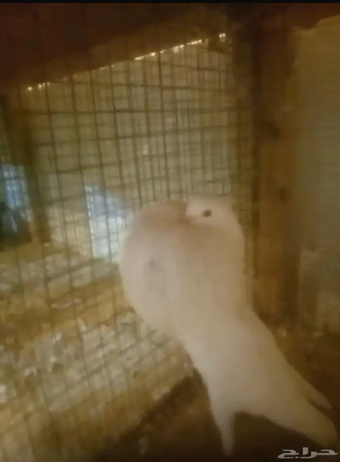 حمام نفاخ نرويجي 1