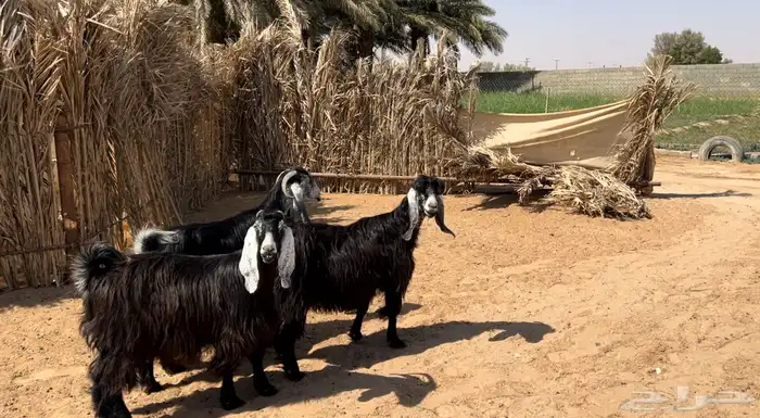 عوارض مضاريع على السونار 0