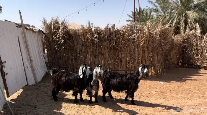 عوارض مضاريع على السونار 1