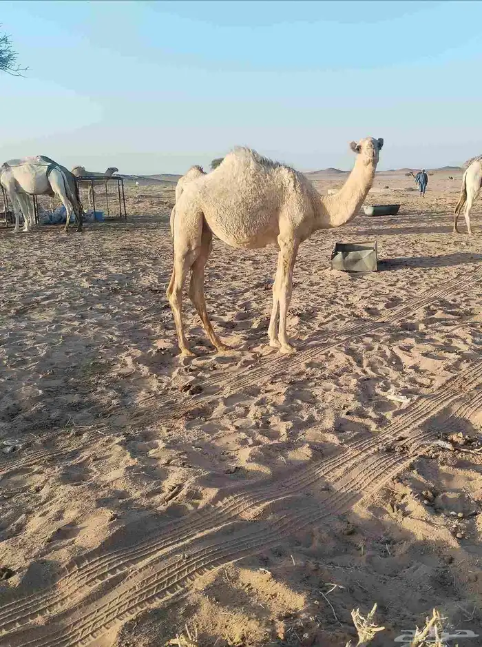 بكره للبيع على الحليب لها 7شهور 0