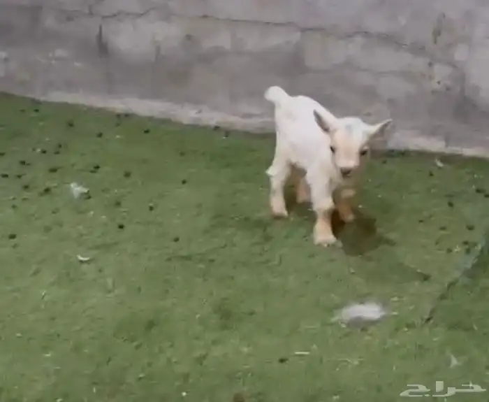 زوج قزم أربع أيام 3