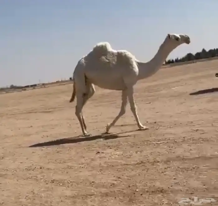 للبيع بكره 0