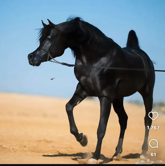 فرس امها اللون ادهم وفحلها اللون ادهم ملكي 0