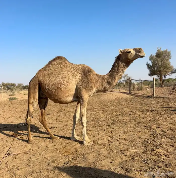 لقحه رباع حمرا 5