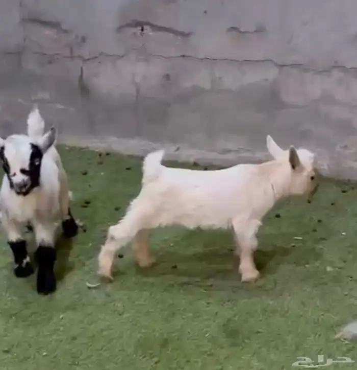 زوج قزم أربع أيام 5