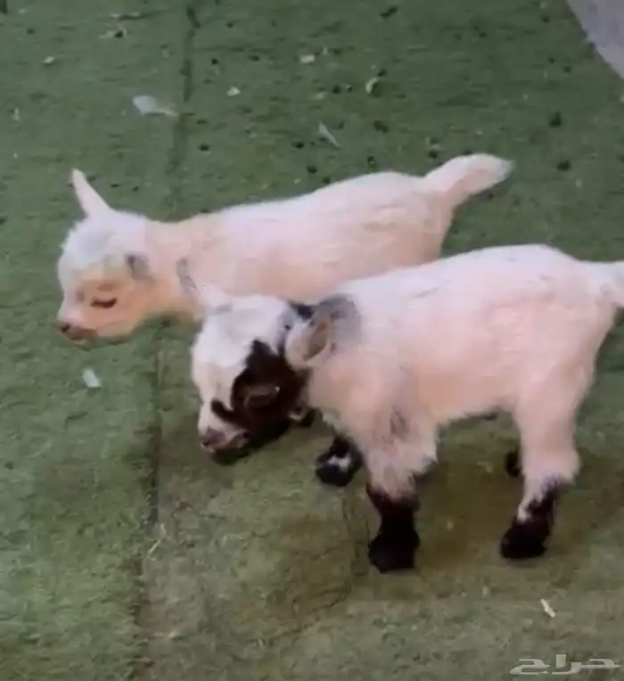 زوج قزم أربع أيام 1