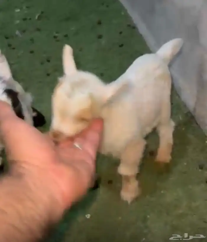 زوج قزم أربع أيام 2