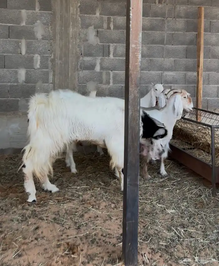 فحل هولندي مطور صنف مشروط و حارر و منتج و رباع 0