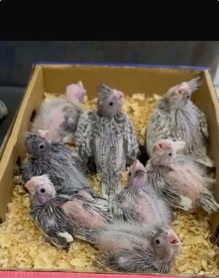 فروخ كروان 1