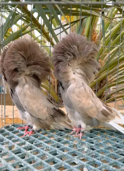 جاكوبين فاخر 0