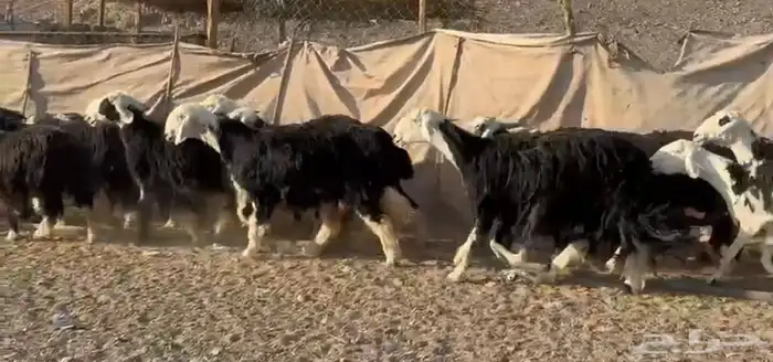 النجد المراح الفاخر 7