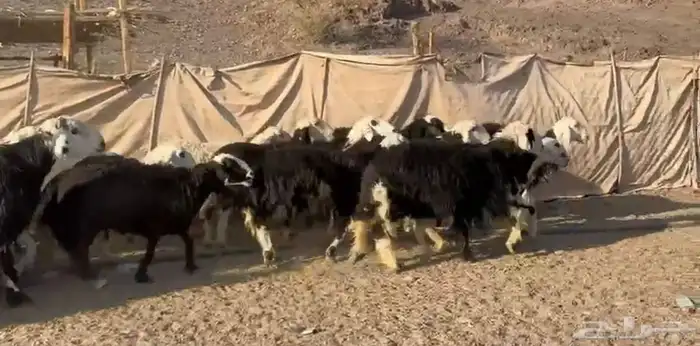 النجد المراح الفاخر 5