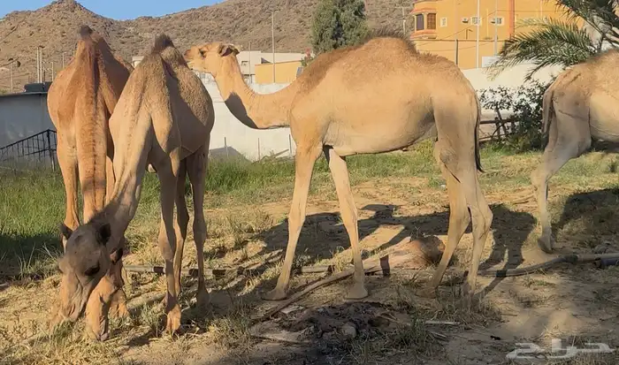 قعدان على الشرط نظافه اعمار 9 شهور و10 شهور 1