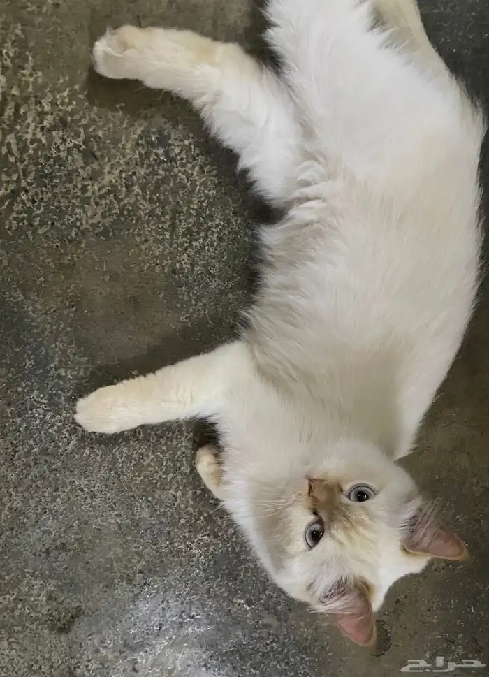 قطه أنثى للتبني السبب(تريد الزواج وأنا ليس لدي ذكر ) 0