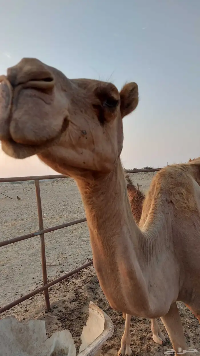 نياق عشاير 2