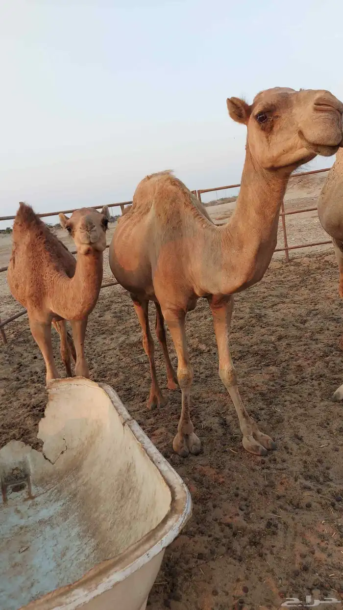 نياق عشاير 0