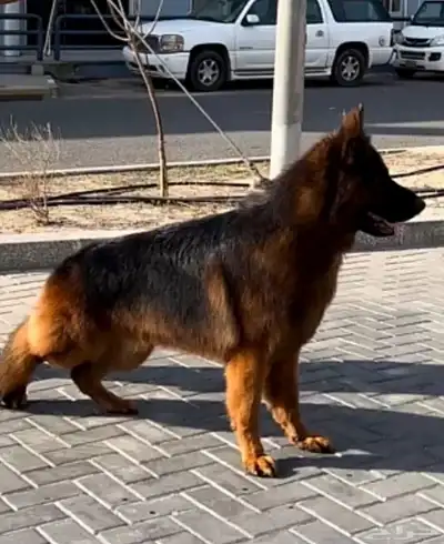 ذكر جيرمن ( محقق بطولات ) index