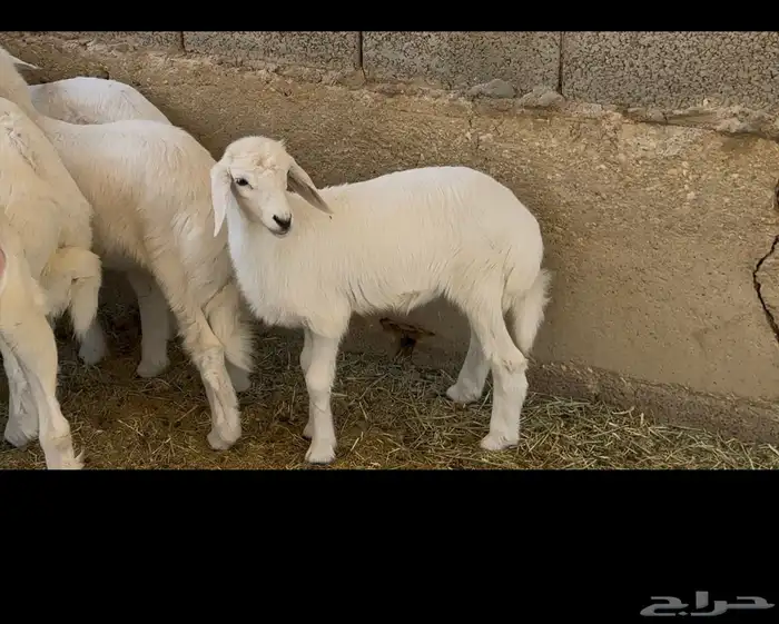 ذبايح حري و داغور سواكني 9