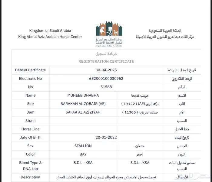 حصان واهو حفيد مروان 2
