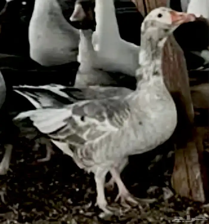 مطلوب وز بلدي 2