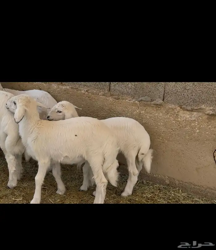 ذبايح حري و داغور سواكني 8