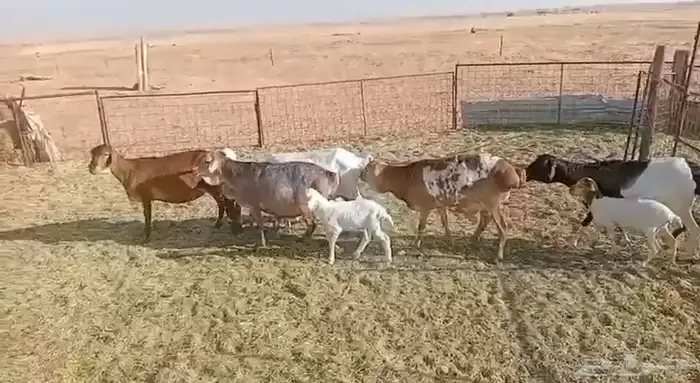 اربع خلفات وفحل 0