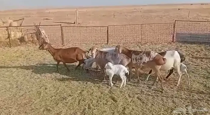 اربع خلفات وفحل 3