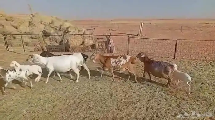 اربع خلفات وفحل 1