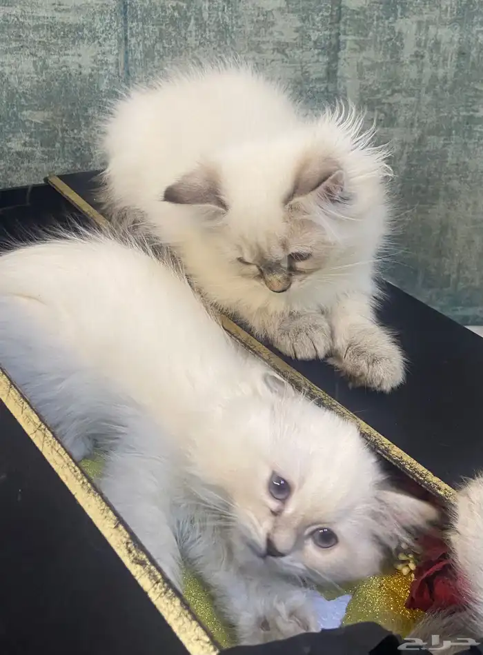 قطط كيتن للتبنى برسوم 2