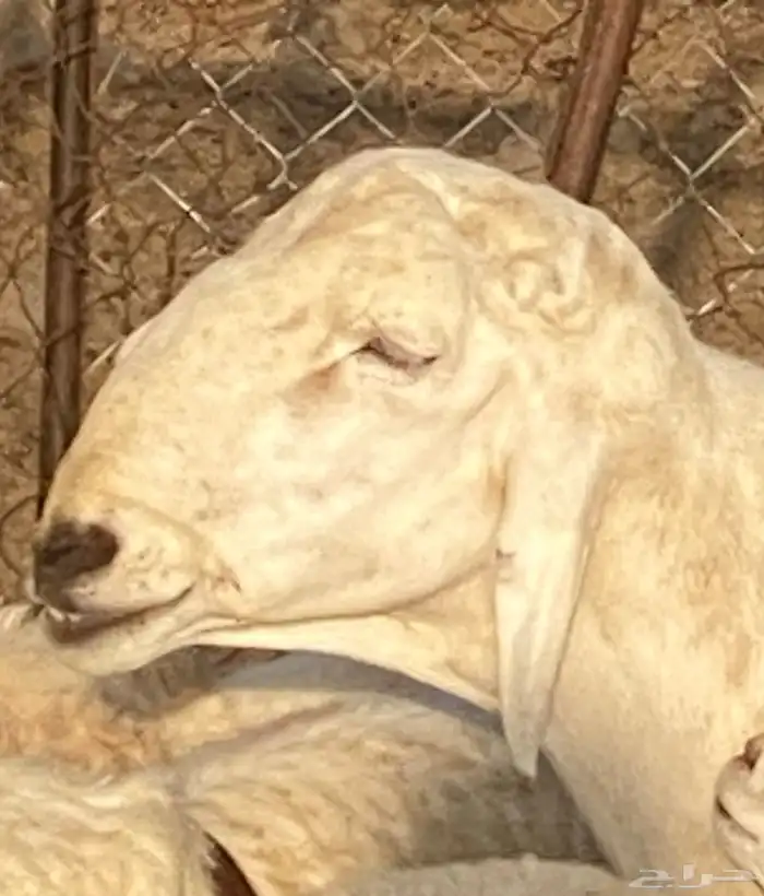 فحل حري صنف مشروط رباع 3
