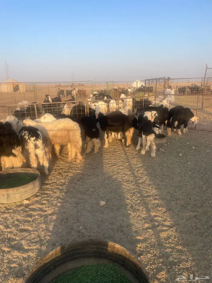 بهم نجد (( تم البيع )) 1