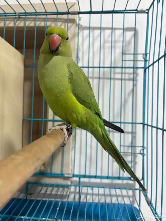 انثى ببغاء الدرة متكلمة 0