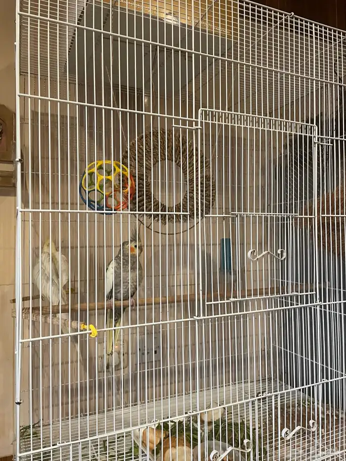 طيور كروان ذكر وانثى تغرد تبارك الله 0