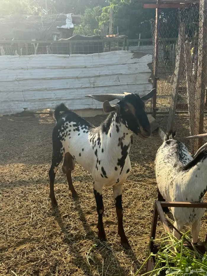 للبيع فحل بيشي 3