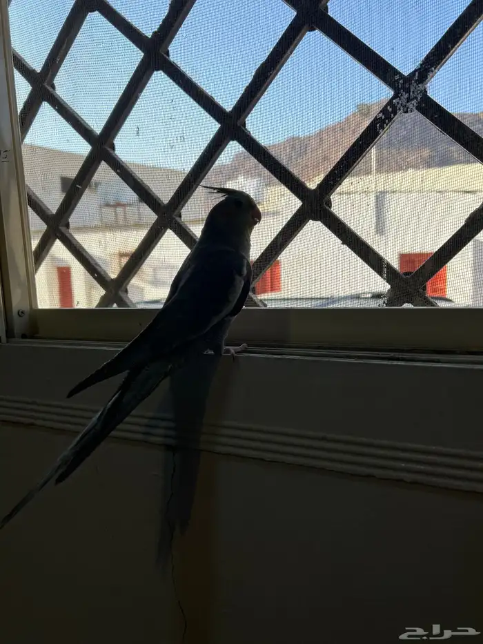 كروان العمر 5 شهور أليفه 2